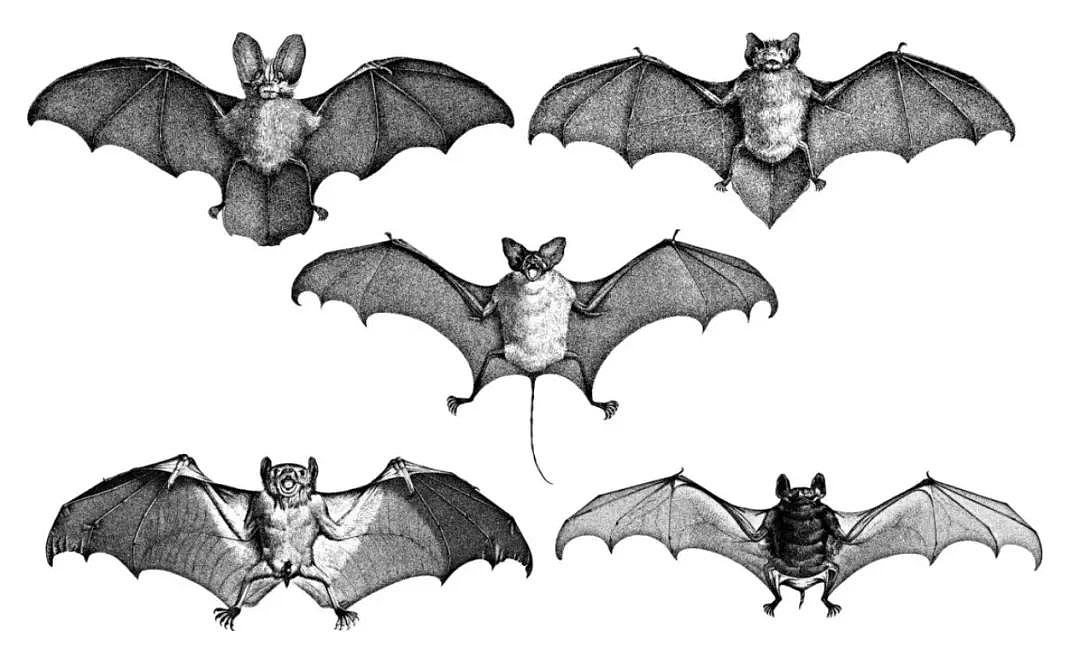 新冠之后又现“蝠灾”！澳洲发现蝙蝠传播的又一新型病毒，科学家紧急呼吁采取行动 - 36