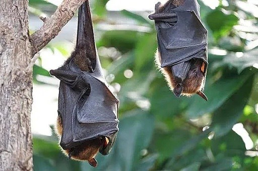 新冠之后又现“蝠灾”！澳洲发现蝙蝠传播的又一新型病毒，科学家紧急呼吁采取行动 - 37