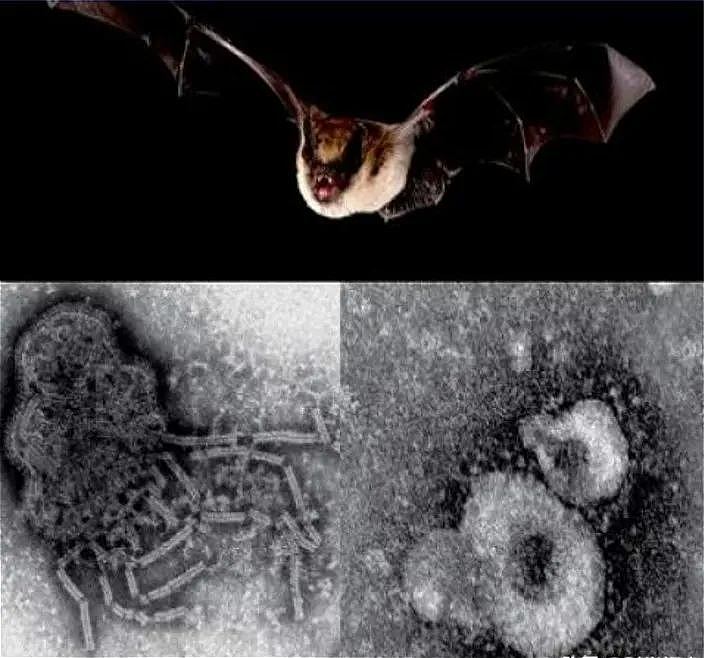 新冠之后又现“蝠灾”！澳洲发现蝙蝠传播的又一新型病毒，科学家紧急呼吁采取行动 - 39