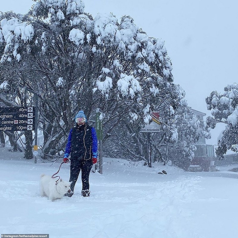 27865196-8275951-A_woman_takes_her_dog_for_a_walk_in_Mount_Hotham_which_is_curren-a-3_1588296275774.jpg,0