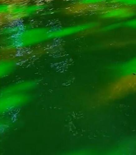 小心！悉尼公园惊现“绿水”，专家：可能有毒，恐致死（组图） - 3