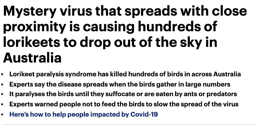 澳洲大批鹦鹉离奇死亡，传染方式与新冠类似！这些行为千万别再做了（组图） - 9
