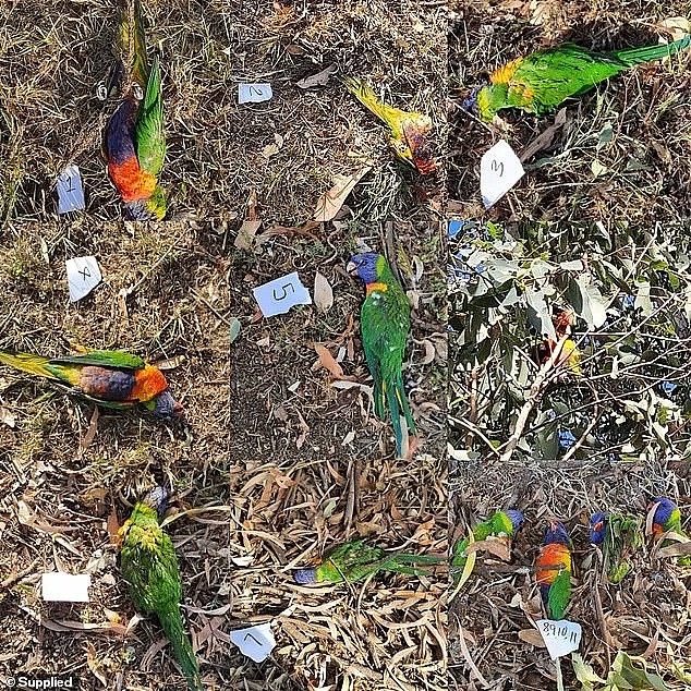澳洲大批鹦鹉离奇死亡，传染方式与新冠类似！这些行为千万别再做了（组图） - 10