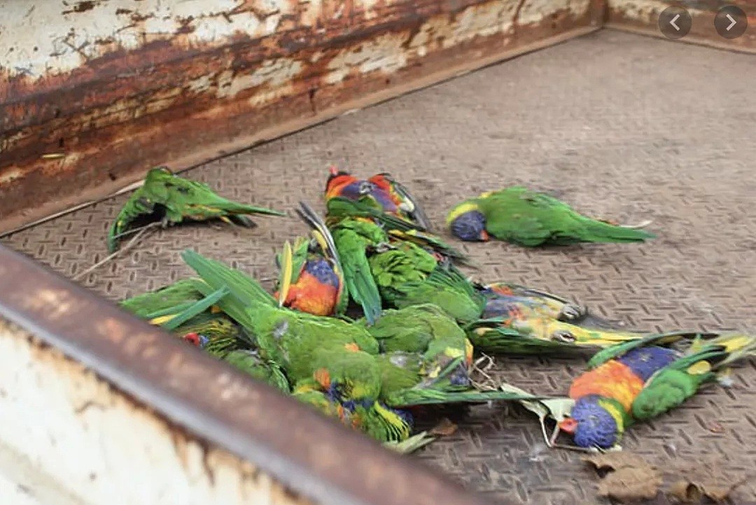 澳洲大批鹦鹉离奇死亡，传染方式与新冠类似！这些行为千万别再做了（组图） - 11