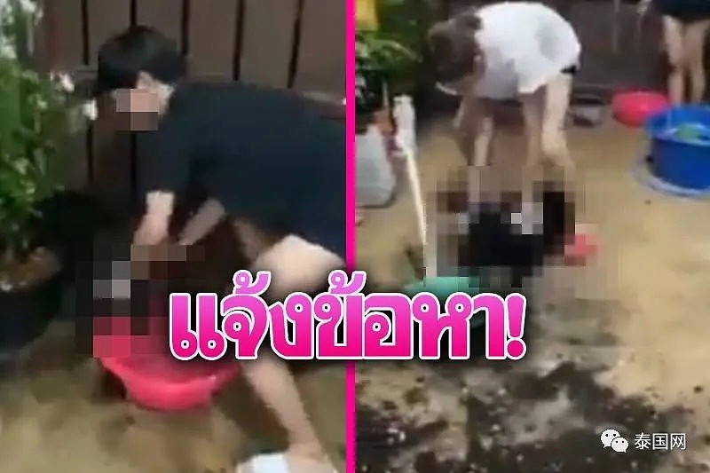 惨无人道！泰国人妖虐狗视频上热搜？比病毒更可怕的，是在灾难中现形的人心险恶！（图） - 8