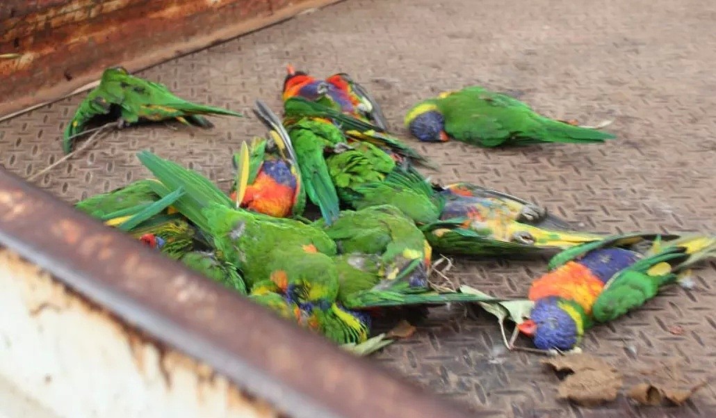 细思恐极，墨尔本大批彩虹鹦鹉离奇死亡，尸体从天而降！专家表示致病原因与新冠类似 - 6