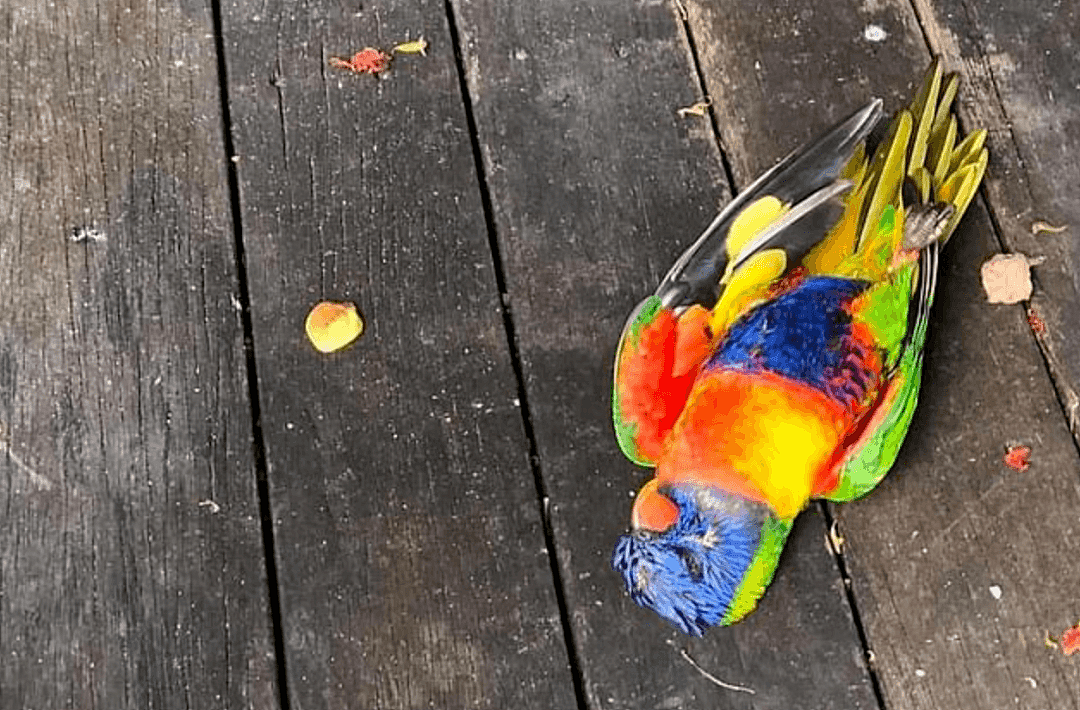 细思恐极，墨尔本大批彩虹鹦鹉离奇死亡，尸体从天而降！专家表示致病原因与新冠类似 - 11