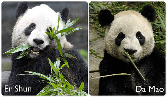 真没想到，国外的疫情影响到了中国的国宝大熊猫...（组图） - 1