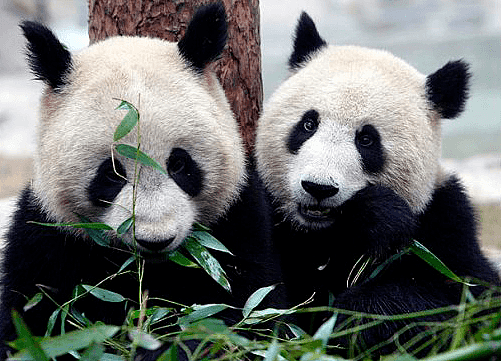 真没想到，国外的疫情影响到了中国的国宝大熊猫...（组图） - 4
