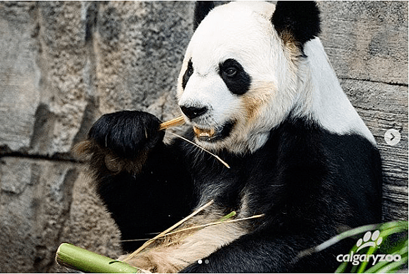 真没想到，国外的疫情影响到了中国的国宝大熊猫...（组图） - 3