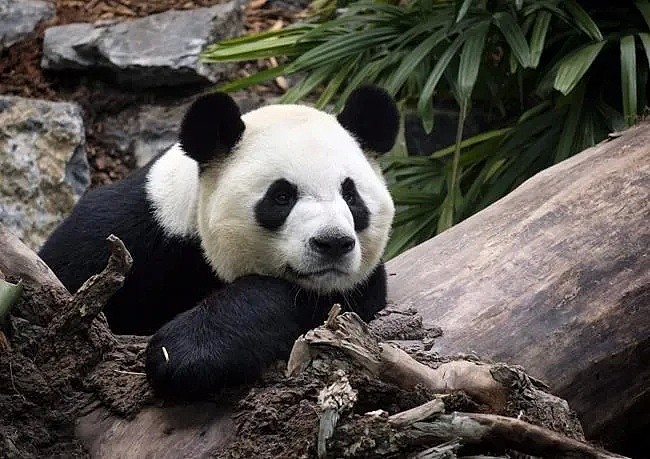 真没想到，国外的疫情影响到了中国的国宝大熊猫...（组图） - 5