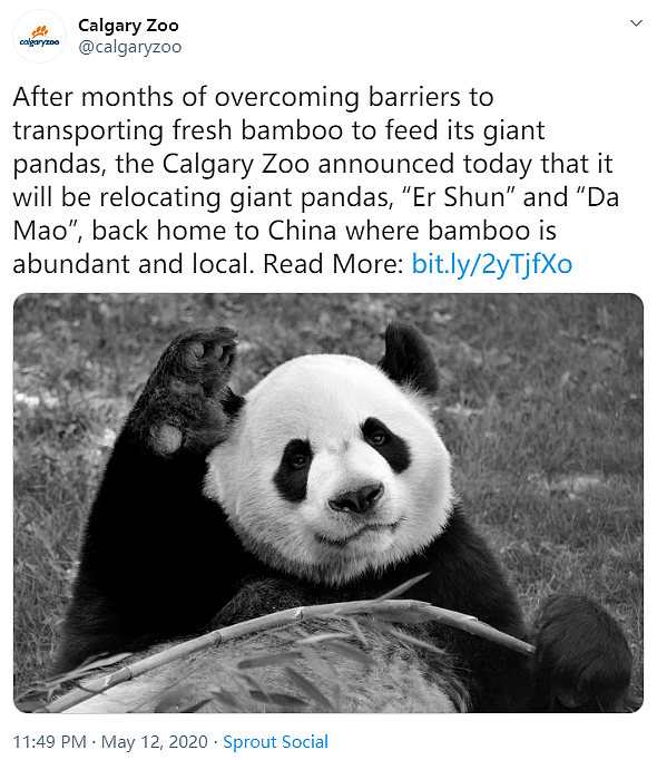 真没想到，国外的疫情影响到了中国的国宝大熊猫...（组图） - 7