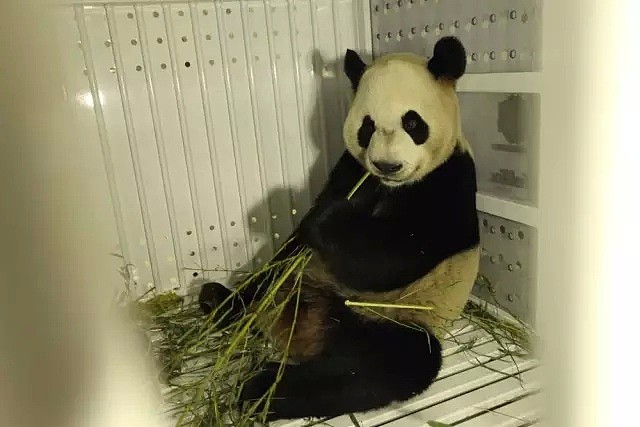 真没想到，国外的疫情影响到了中国的国宝大熊猫...（组图） - 14
