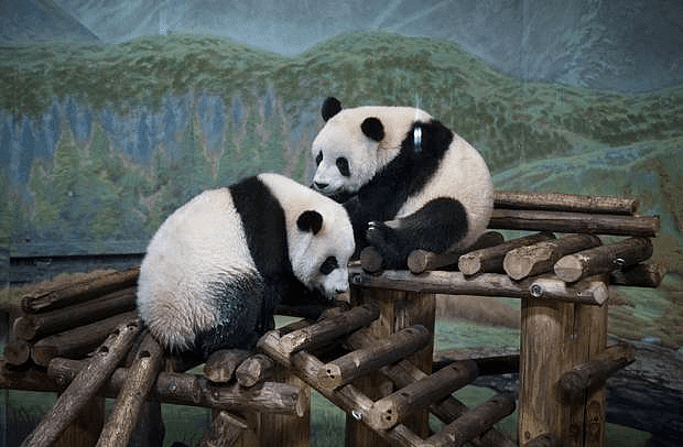 真没想到，国外的疫情影响到了中国的国宝大熊猫...（组图） - 17