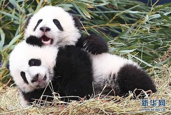 真没想到，国外的疫情影响到了中国的国宝大熊猫...（组图） - 19