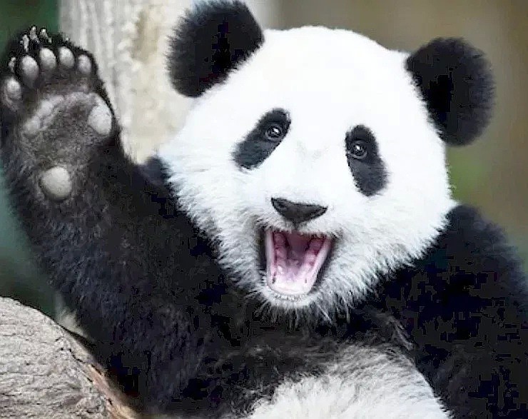 真没想到，国外的疫情影响到了中国的国宝大熊猫...（组图） - 31
