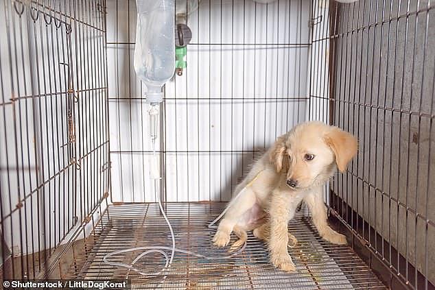 28382252-8318857-A_sick_puppy_infected_with_parvovirus_is_pictured_being_treated_-a-5_1589451946043 (1).jpg,0