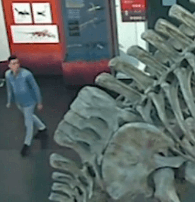 凌晨闯入博物馆只为与恐龙自拍？悉尼男子被警方“约谈”（组图） - 2