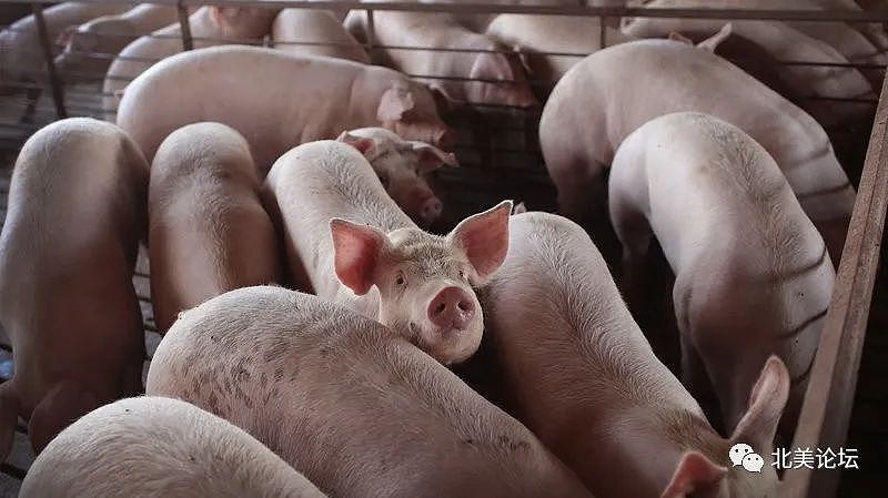 美国数百万头猪将被安乐死，Costco等多家超市限购肉类（组图） - 2