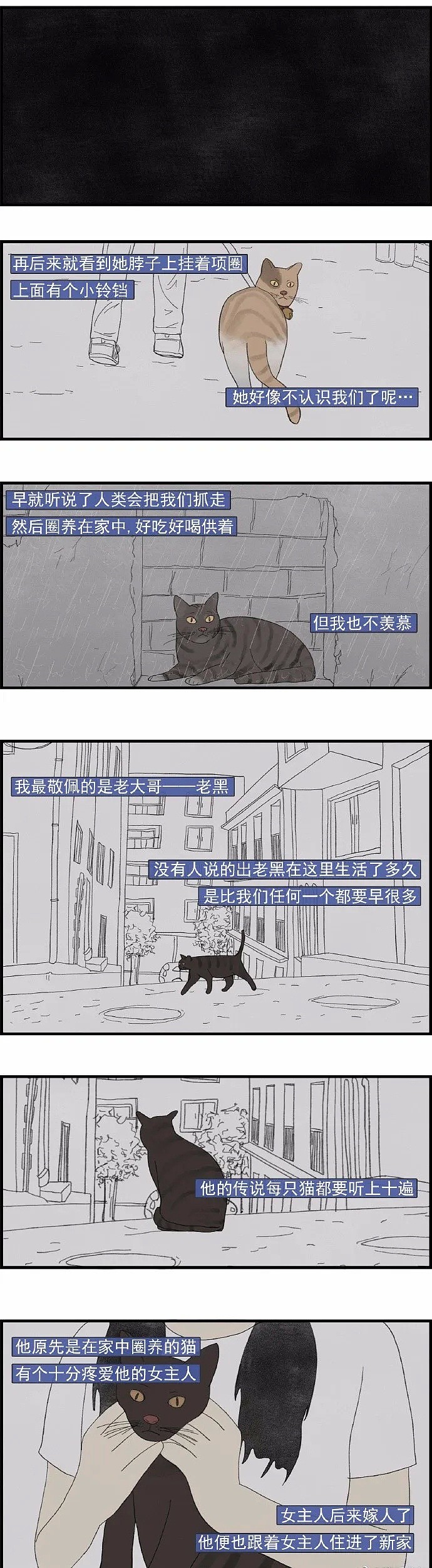 【宠物】一只流浪猫不知道该不该相信人类 - 4