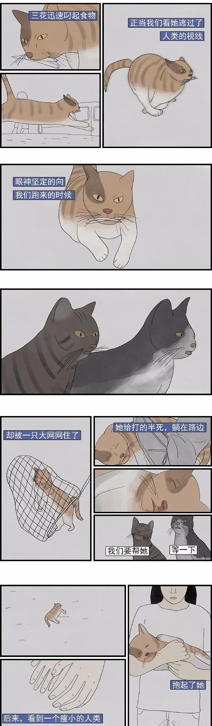 【宠物】一只流浪猫不知道该不该相信人类 - 3