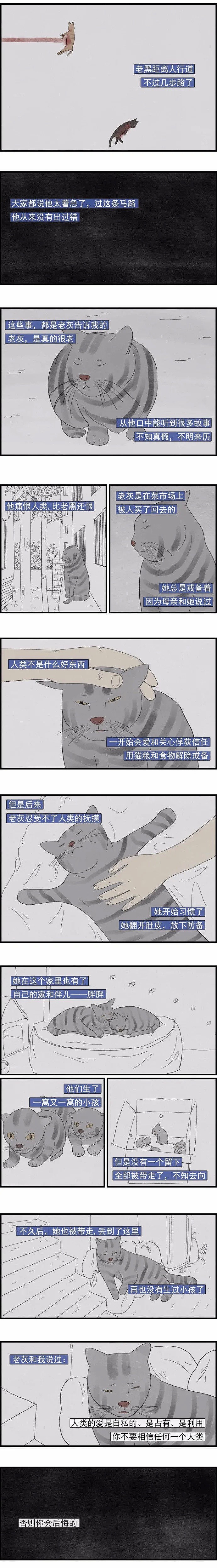 【宠物】一只流浪猫不知道该不该相信人类 - 8