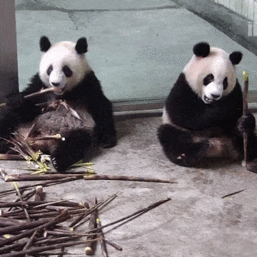 两只熊猫要被加拿大“退货”？加拿大人：超想养，但压力好大，心累（组图） - 6