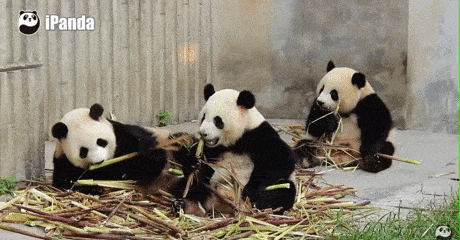 两只熊猫要被加拿大“退货”？加拿大人：超想养，但压力好大，心累（组图） - 15