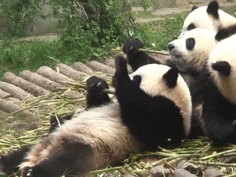 两只熊猫要被加拿大“退货”？加拿大人：超想养，但压力好大，心累（组图） - 18