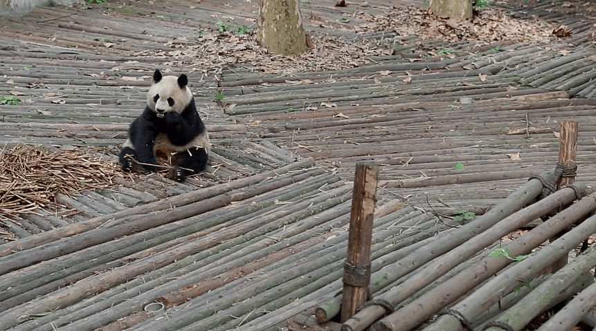 两只熊猫要被加拿大“退货”？加拿大人：超想养，但压力好大，心累（组图） - 23