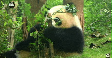 两只熊猫要被加拿大“退货”？加拿大人：超想养，但压力好大，心累（组图） - 28