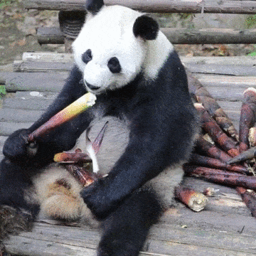 两只熊猫要被加拿大“退货”？加拿大人：超想养，但压力好大，心累（组图） - 32