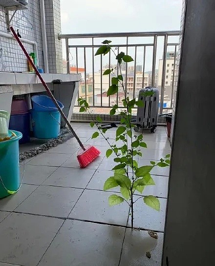 太奇葩！疫情后开学比惨现场：宿舍惊现鸟窝，厕所长出番茄……看完准备返校的同学都崩溃了（图） - 13