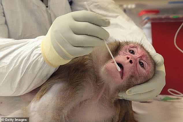 美国实验室残忍行为曝光，逼迫猴子吃猪油，15亿经费来自国家拨款