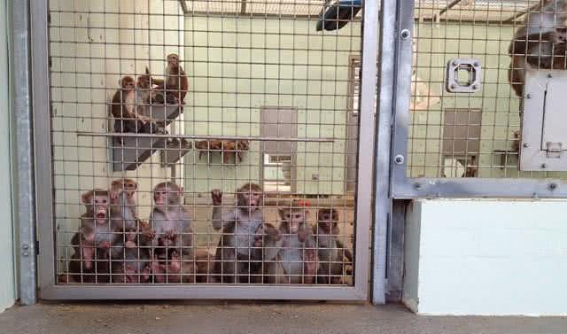 美国实验室残忍行为曝光，逼迫猴子吃猪油，15亿经费来自国家拨款