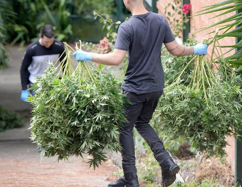 悉尼华男家里种大麻被捕！警方突袭多个华人区，查获大麻黑市价达$580万（组图） - 4