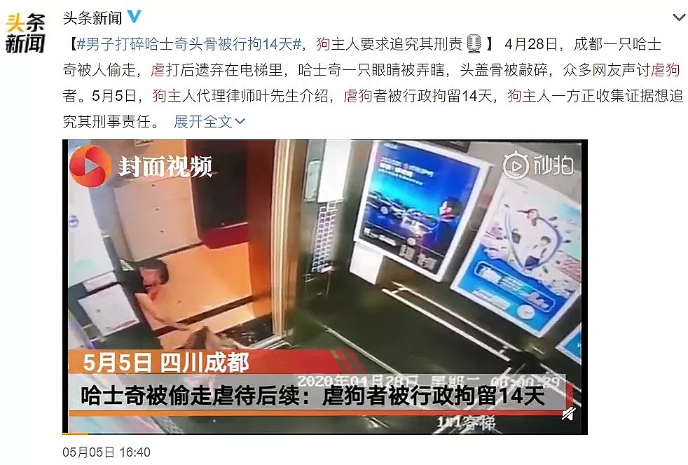 打死喂猫流浪汉，肢解中国留学生：1300万网友愤怒，虐猫的人，已经开始杀人了（组图） - 8