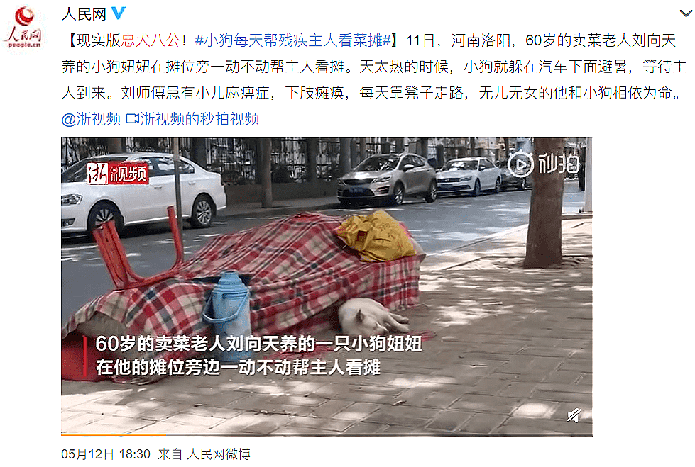 打死喂猫流浪汉，肢解中国留学生：1300万网友愤怒，虐猫的人，已经开始杀人了（组图） - 22