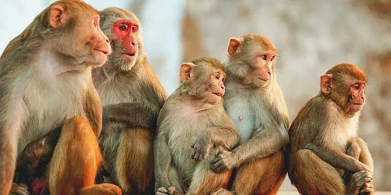 噩耗！牛津疫苗宣告失败 实验猴子注射后 全部感染新冠 有抗体也没用....(组图） - 3