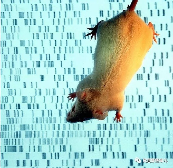 含有4%人类细胞的老鼠！这个‘人鼠杂交’嵌合体胚胎试验的背后…..（组图） - 6