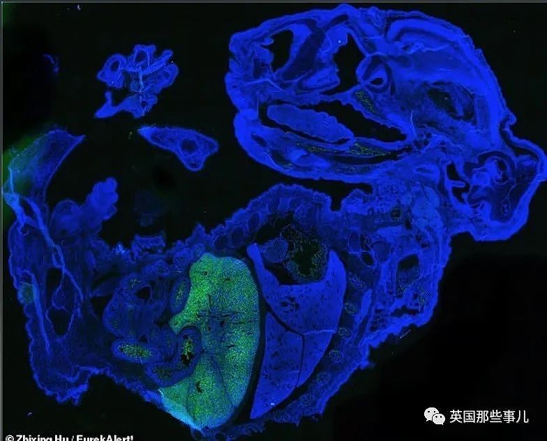 含有4%人类细胞的老鼠！这个‘人鼠杂交’嵌合体胚胎试验的背后…..（组图） - 9