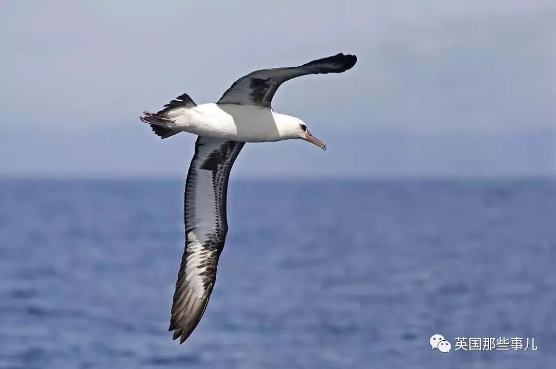 海上漂流438天奇迹生还，有人怀疑他吃了自己的同伴...（组图） - 12