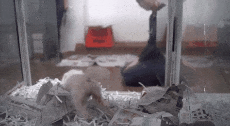【宠物】澳洲无良宠物店被曝光！RSPCA冲入宠物店，心痛救出500多只小动物... - 18