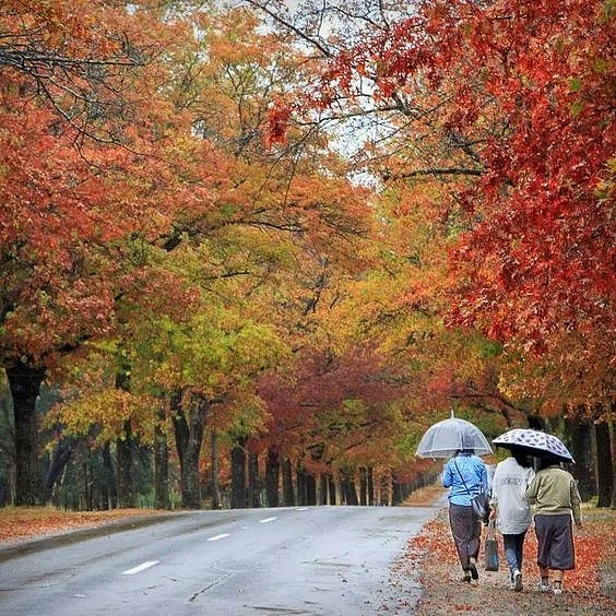 抓住秋天的尾巴！你都不知道你错过的维州有多美……（组图） - 14