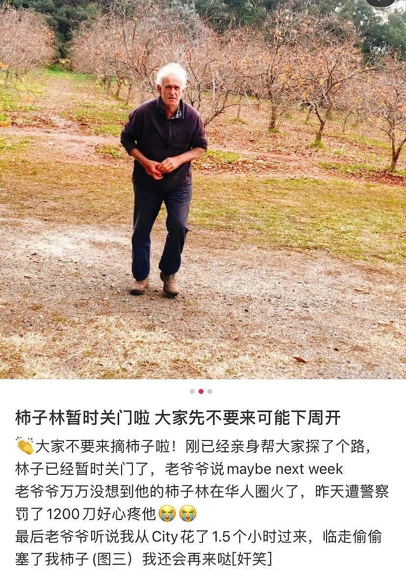 上百华人涌入，致澳洲网红柿子园关闭！华人大妈直接上树，警察突查园主反被罚（组图） - 10