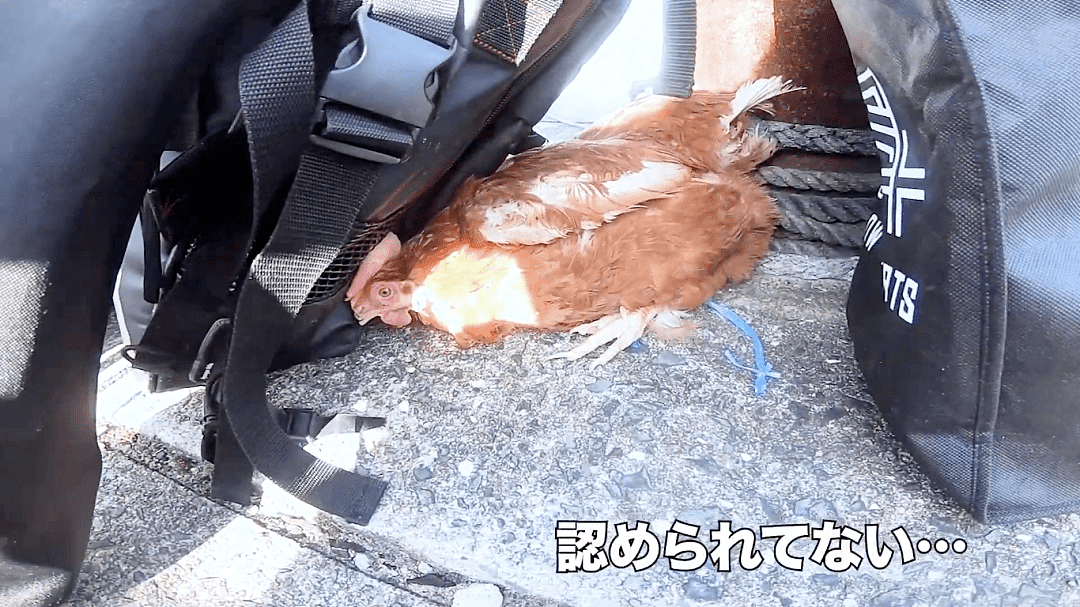 三个日本小哥带着只鸡躲疫情荒岛求生一个月，男人们的快乐就是这么简单啊（组图） - 9