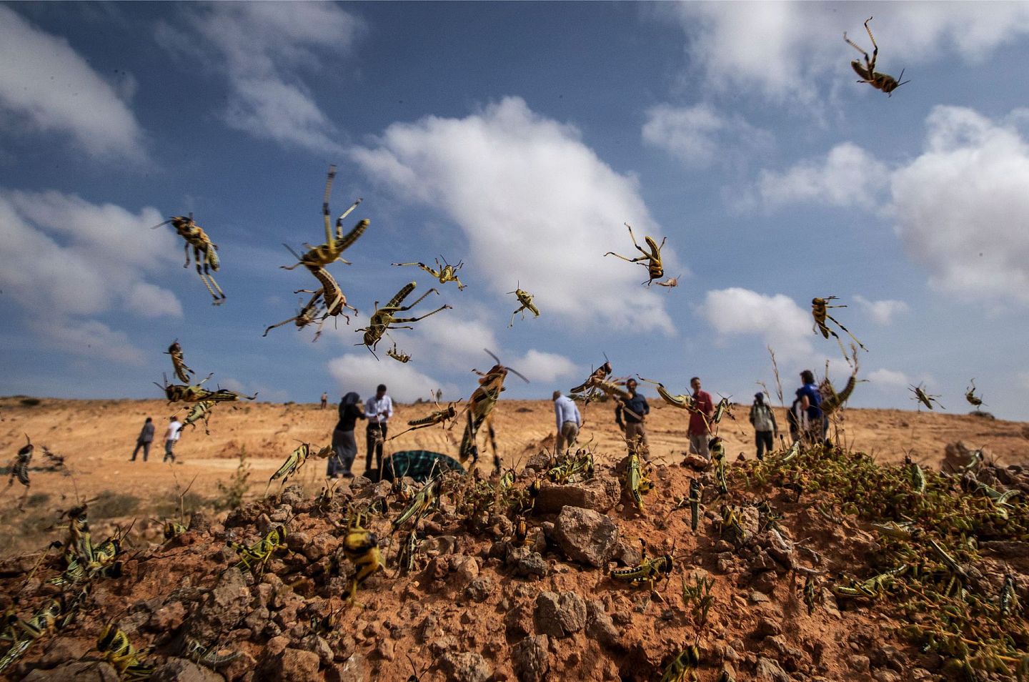 东非爆发的蝗灾是数十年来最严重的一次。（AP）