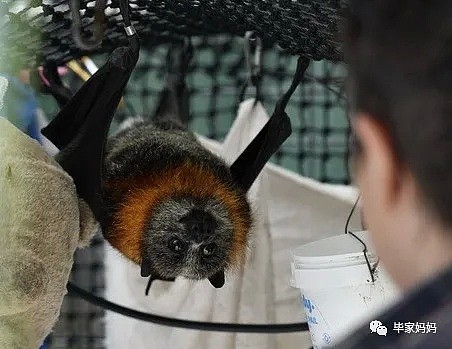 澳洲超级大蝙蝠究竟有多危险？ - 6