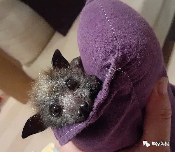 澳洲超级大蝙蝠究竟有多危险？ - 5