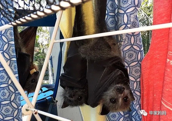澳洲超级大蝙蝠究竟有多危险？ - 8